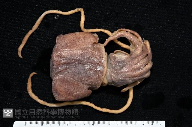 雙乳突僧頭烏賊藏品圖，第1張