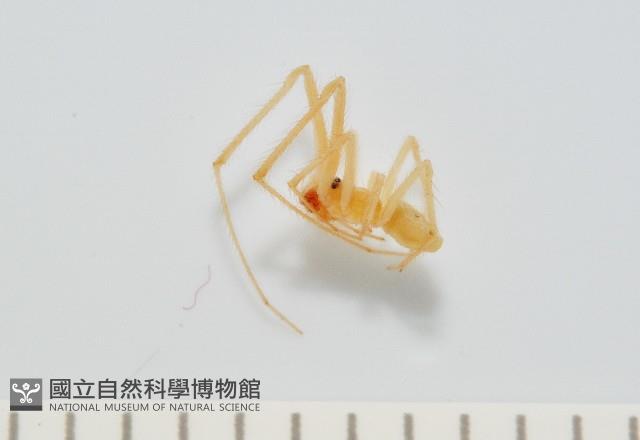 蘭嶼金姬蛛藏品圖，第1張