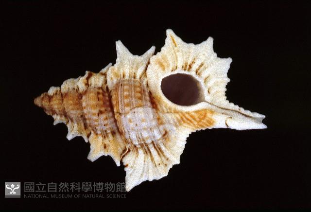 小翼法螺藏品圖，第1張
