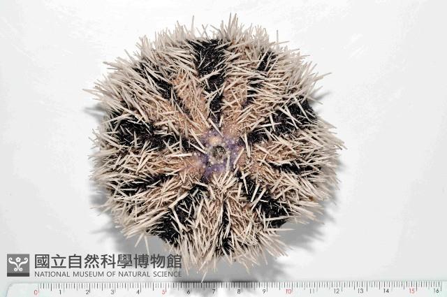 白棘三列海膽藏品圖，第1張