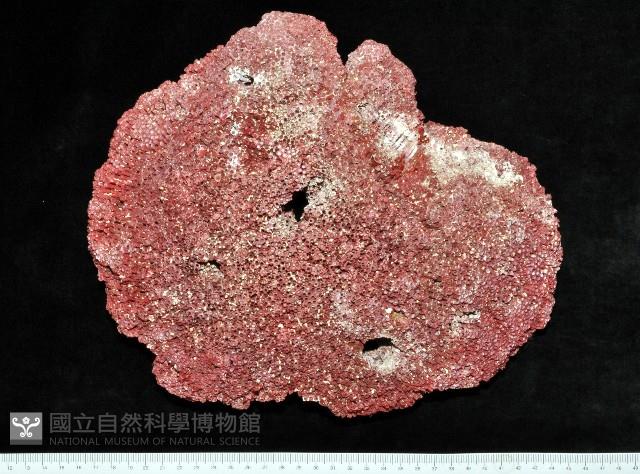 笙珊瑚藏品圖，第1張