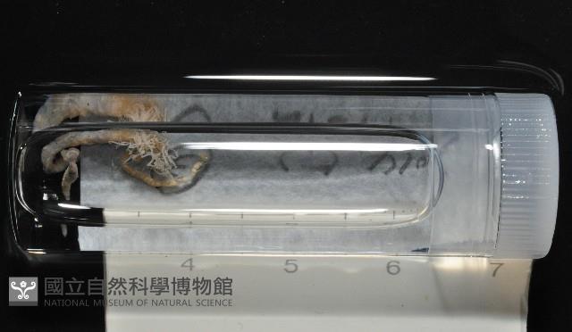 梧棲搓蟄蟲藏品圖，第1張