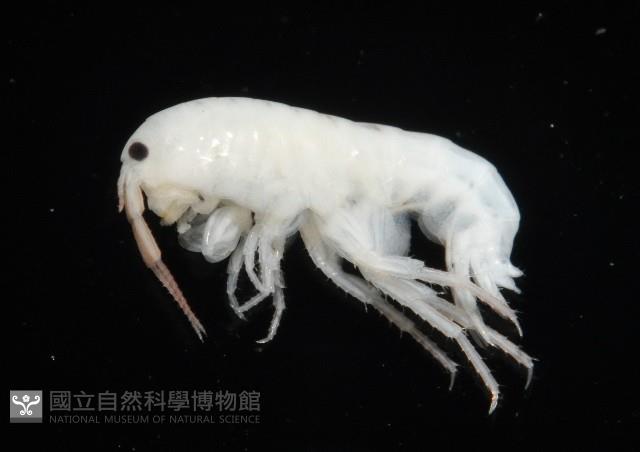 未知種端足類藏品圖，第1張