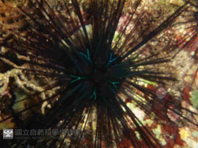 沙氏(藍環)冠海膽藏品圖，第1張