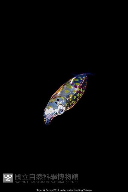 奧蘭鳶柔魚藏品圖，第1張