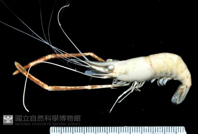 等齒沼蝦藏品圖，第1張
