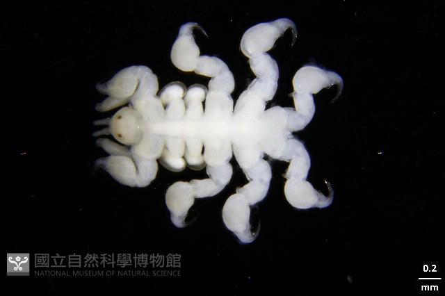鯨虱的一種藏品圖，第1張