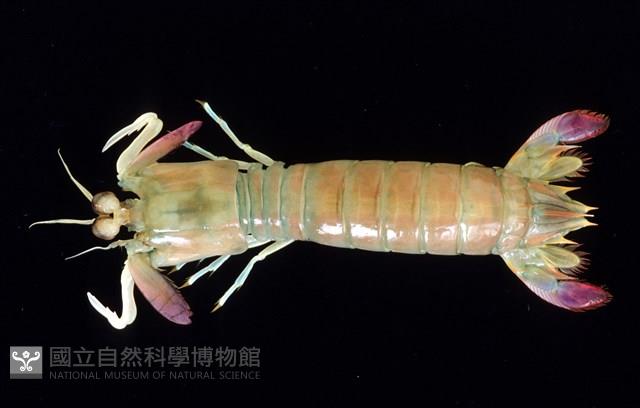 脊尾齒指蝦蛄藏品圖，第1張