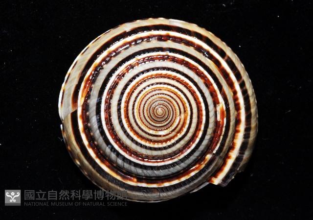 黑線車輪螺藏品圖，第1張