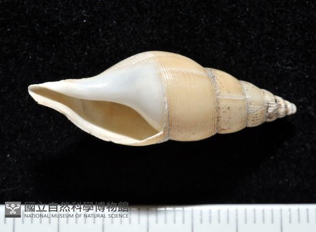 子彈布紋螺藏品圖，第1張
