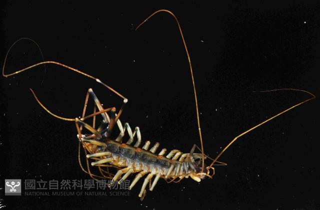大蚰蜒藏品圖，第1張