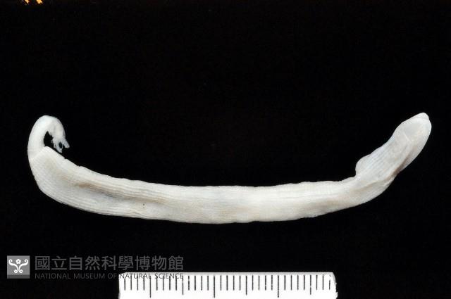 光裸(裸體)方格星蟲藏品圖，第1張