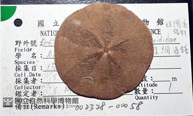 扁平蛛網海膽藏品圖，第1張