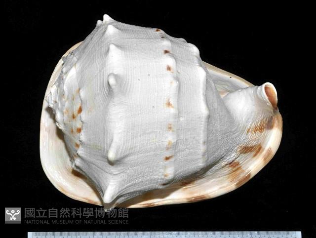 唐冠螺藏品圖，第1張