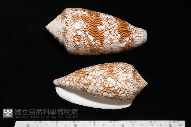 織錦芋螺藏品圖，第1張