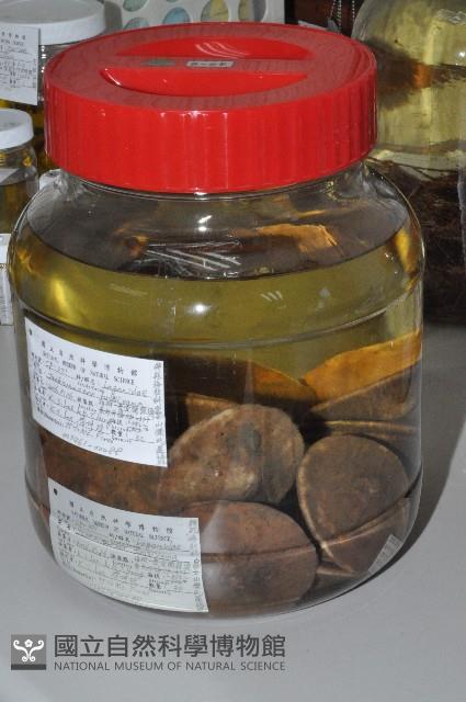 富士餅乾海膽藏品圖，第1張