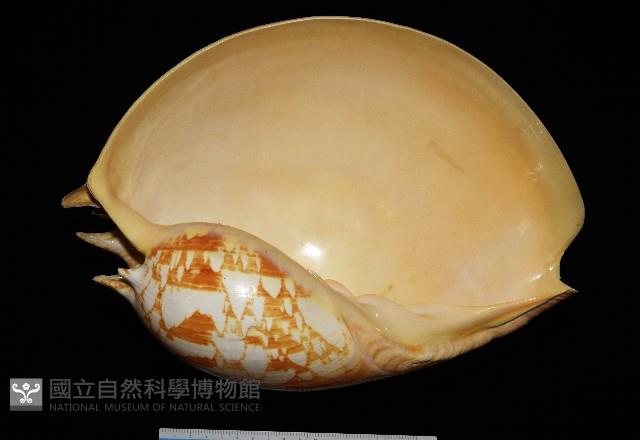 閃電椰子渦螺藏品圖，第1張