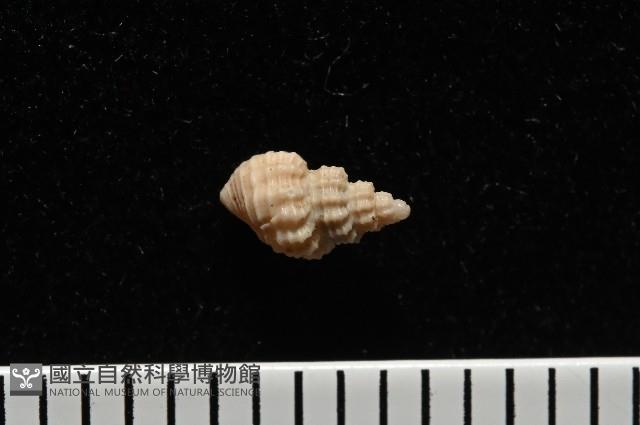 峙曄核螺藏品圖，第1張