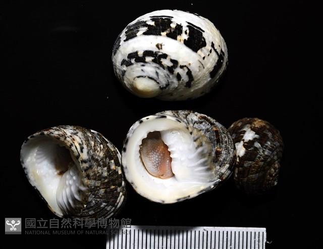 大圓蜑螺藏品圖，第1張