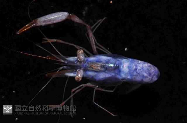 海羊齒共生長臂蝦之一種藏品圖，第1張