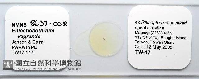 魚賁類絛蟲藏品圖，第1張