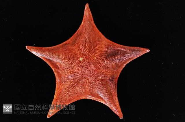日本五角海星藏品圖，第1張
