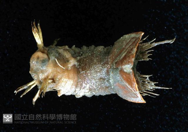 未知種不倒翁蟲藏品圖，第1張