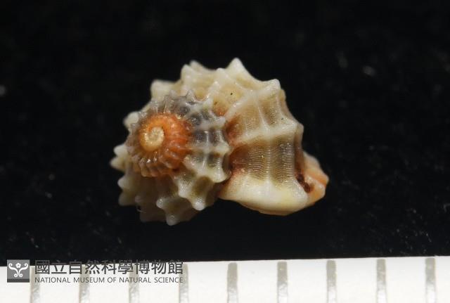 大溪花冠螺藏品圖，第1張