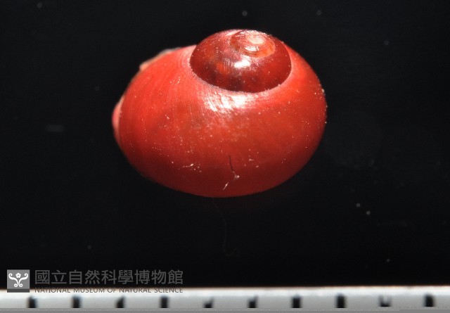 停雲蠑螺藏品圖，第1張