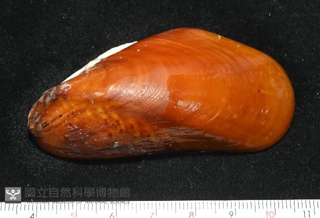 平端深海殼菜蛤藏品圖，第1張