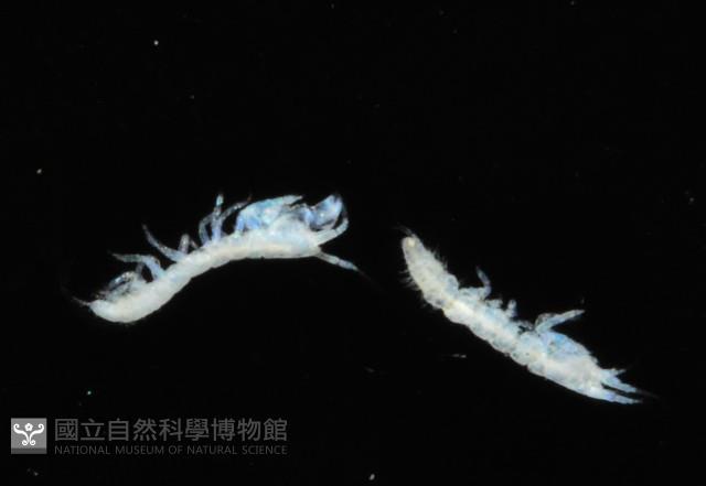 邦查奇異鞭尾蟲(新種)藏品圖，第1張