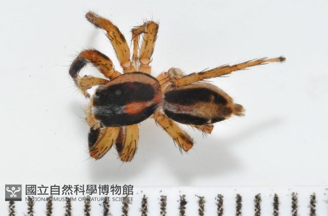 雙帶扁蠅虎藏品圖，第1張