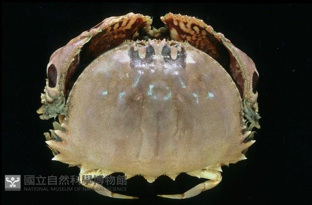 逍遙饅頭蟹藏品圖，第1張