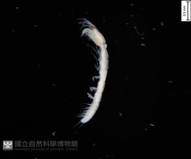 刻印擬島原足蟲藏品圖，第1張