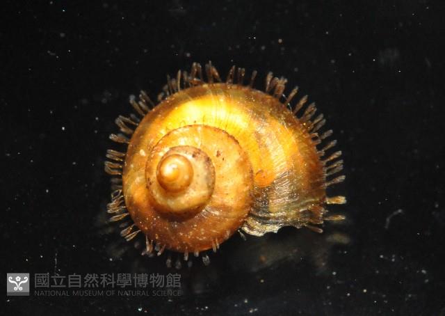 倍葉東洋蝸藏品圖，第1張