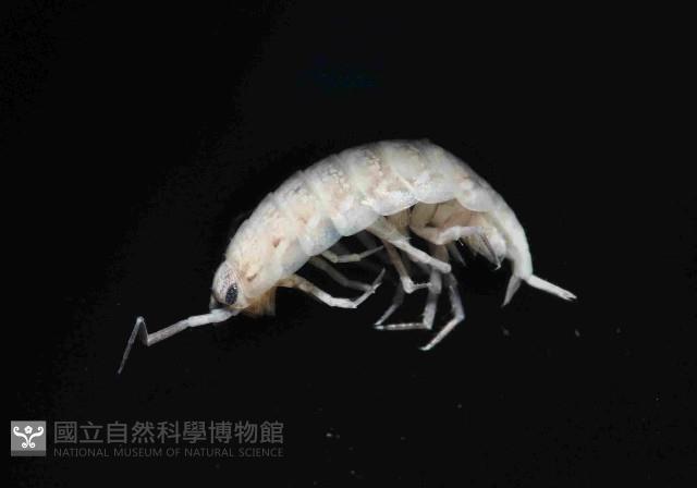 未知種等足類藏品圖，第1張