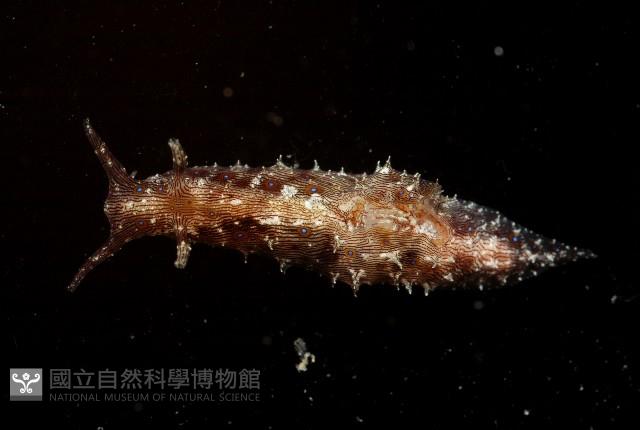 條紋背肛海兔藏品圖，第1張