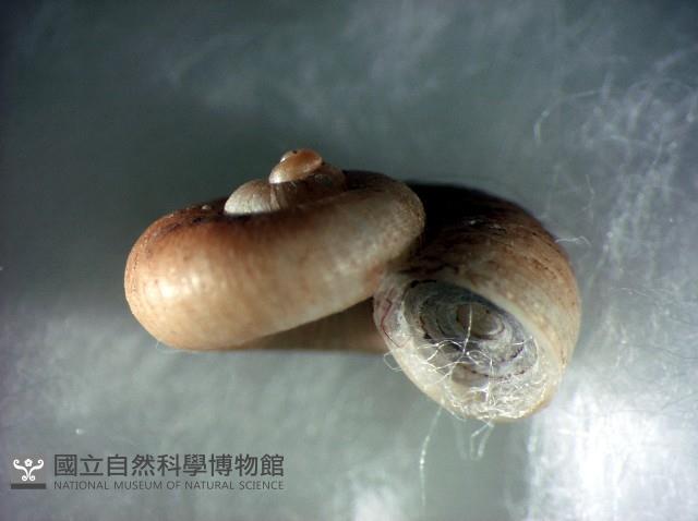 蘭嶼小山蝸牛藏品圖，第1張