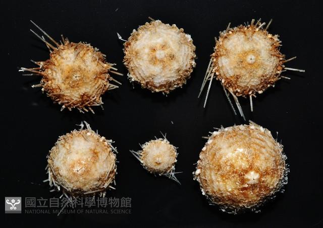未知種深海皇冠海膽藏品圖，第1張