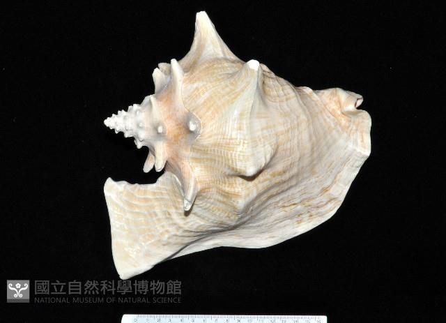 女王鳳凰螺藏品圖，第1張