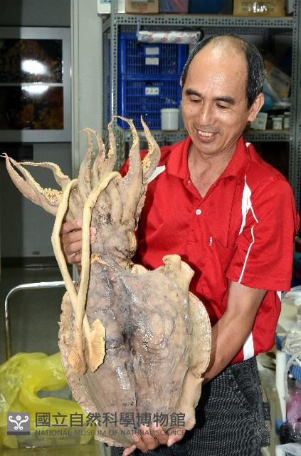 白斑烏賊藏品圖，第1張