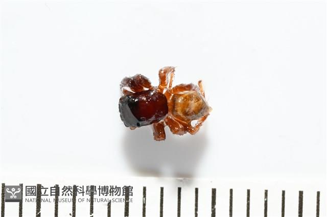 安德遜蠅虎藏品圖，第1張