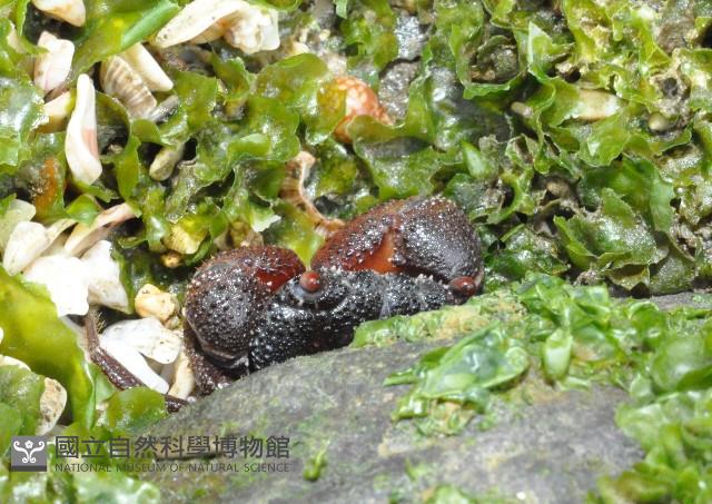兇猛酋婦蟹藏品圖，第1張