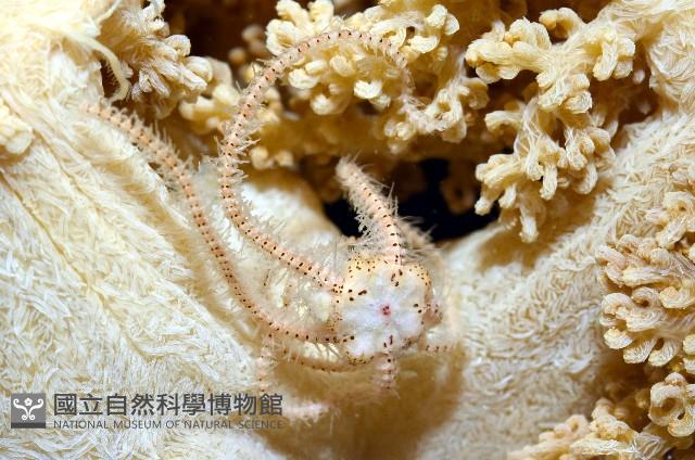 未知種刺蛇尾藏品圖，第1張