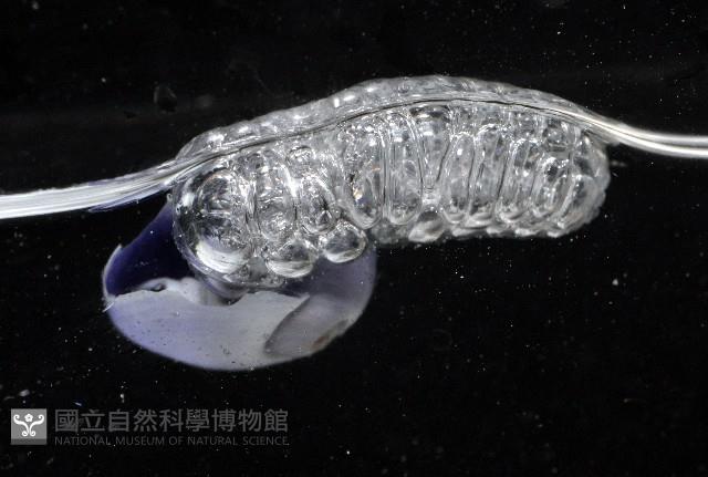 紫螺藏品圖，第1張