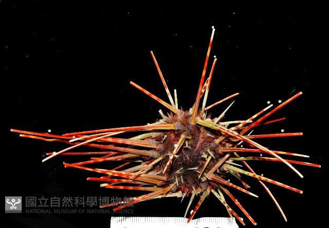 浪腔海膽(波紋腔海膽)藏品圖，第1張