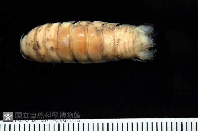 未知種浪漂水虱藏品圖，第1張