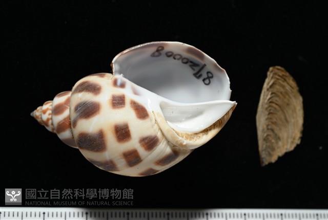 開氏鳳螺藏品圖，第1張