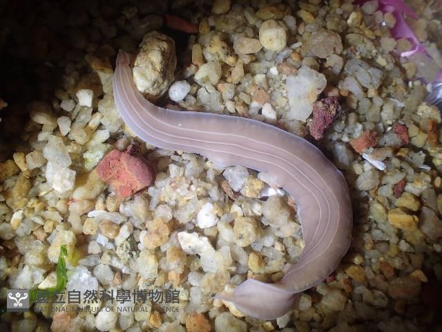 無溝紐蟲之一種藏品圖，第1張