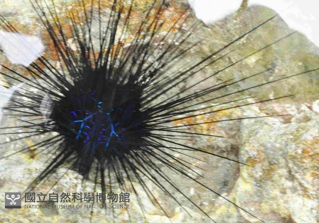 沙氏(藍環)冠海膽藏品圖，第1張